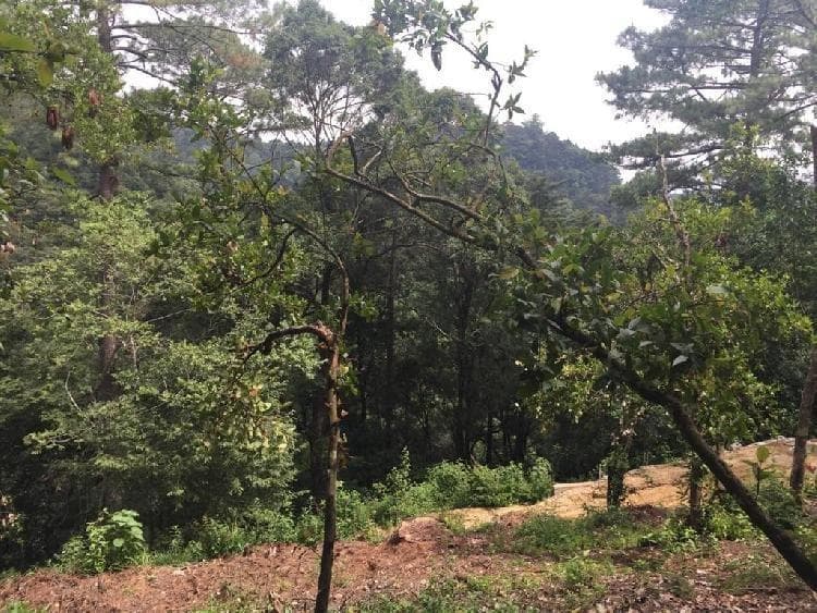 Terreno en venta  en Labor de Castilla Mixco Guatemala - foto 1