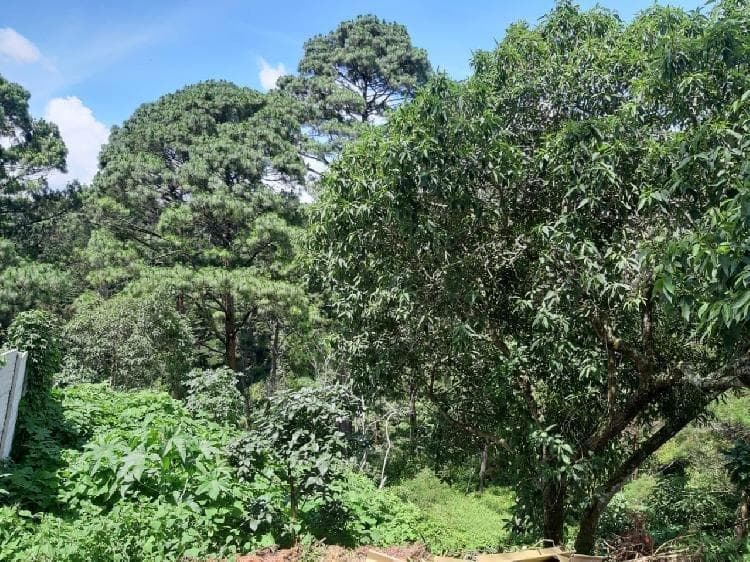 Terreno en venta en Venta en Monte Pinasco Fraijanes - foto 1