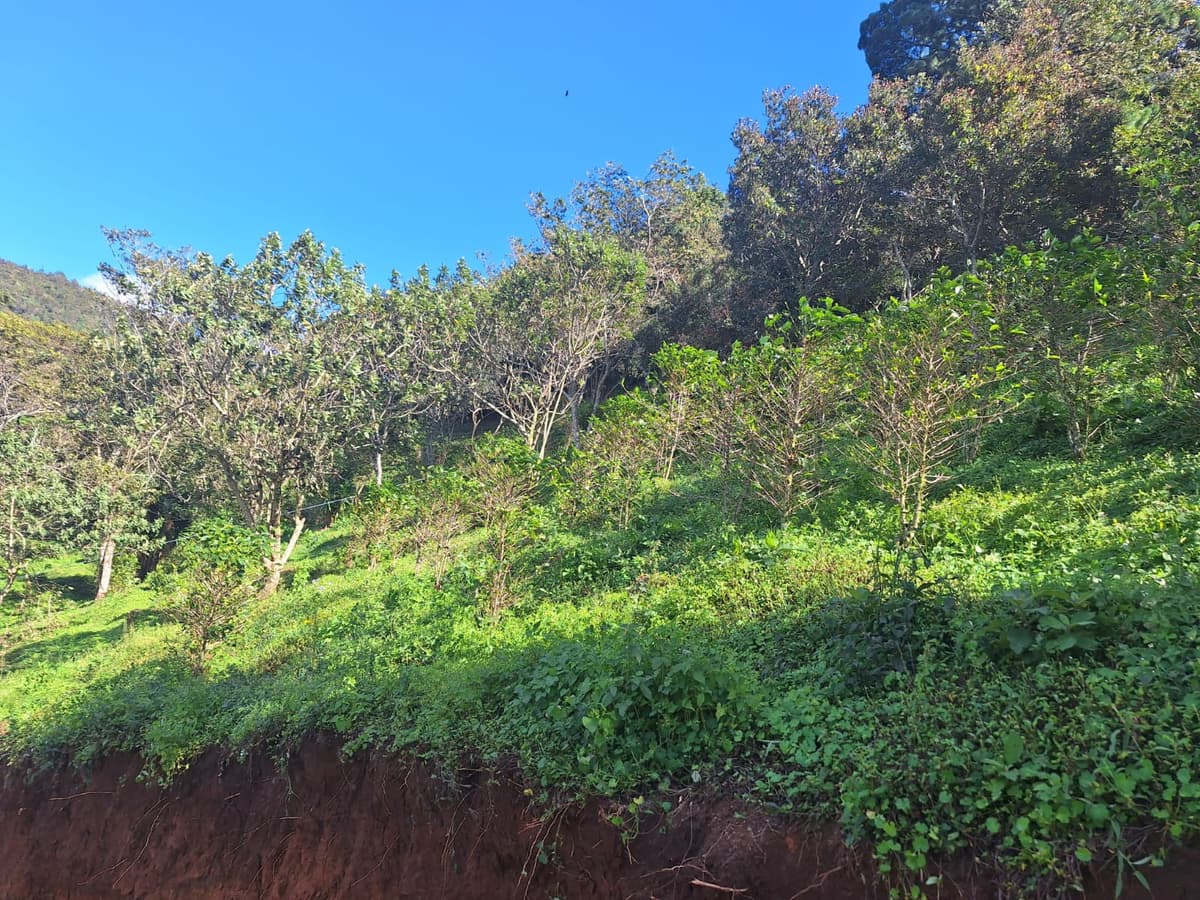 Terreno en Venta Santa Rosa de Lima - foto 1