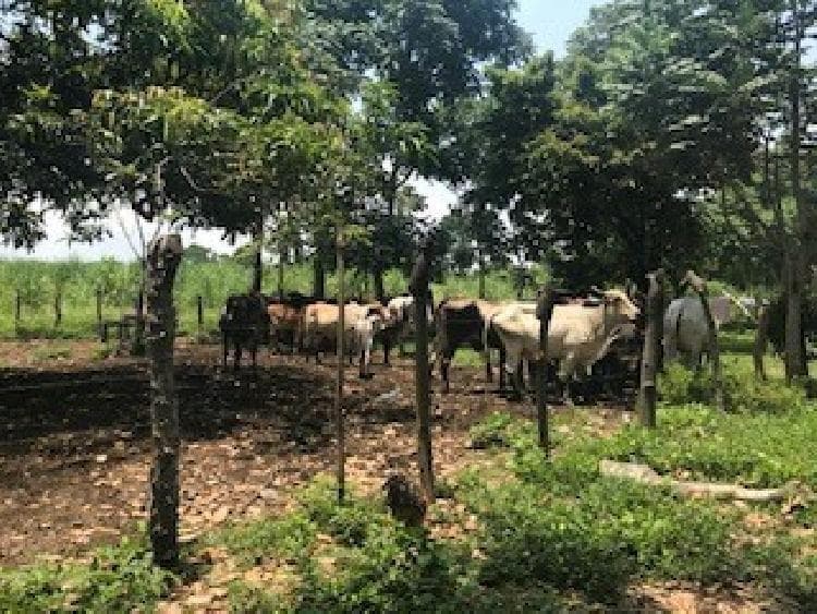 Finca en venta en Santa Elena Rio Bravo Suchitepéquez - foto 1