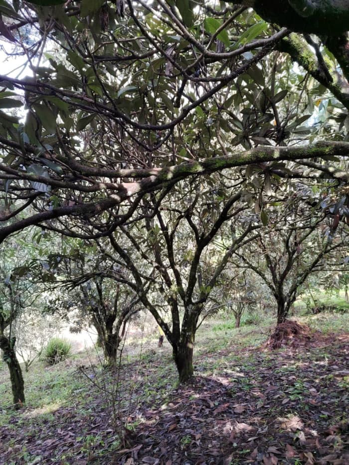 Venta Terreno San Cristobal El Alto Antigua Guatemala - foto 3