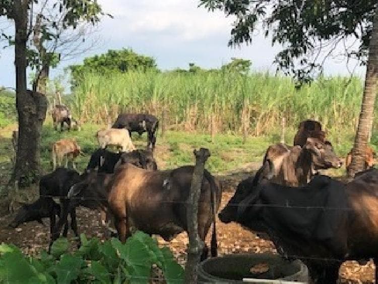 Finca en venta en Santa Elena Rio Bravo Suchitepéquez - foto 3