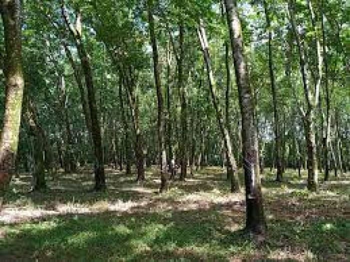 Finca en Venta Fray Bartolomé de Las Casas Alta Verapaz - foto 4