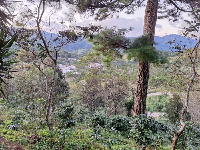 Terreno en Venta Santa Rosa de Lima - foto 4