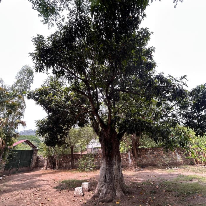 Terreno en venta Km. 31.5 de Aguacaliente, El Progreso - foto 4