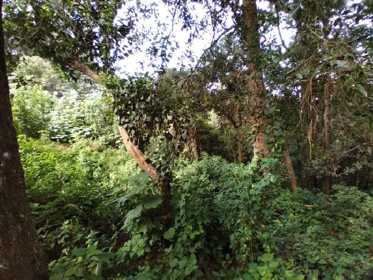 Terreno en venta para inversión Santa Catarina Pinula - foto 3