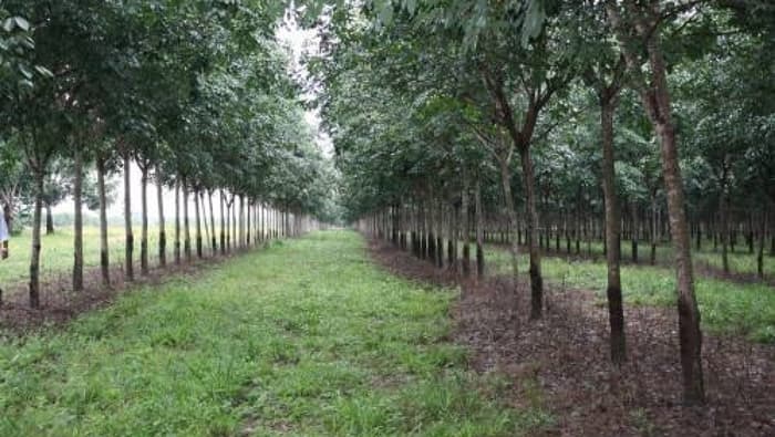 Finca en Venta Fray Bartolomé de Las Casas Alta Verapaz - foto 2