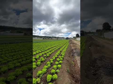 Video Recorrido