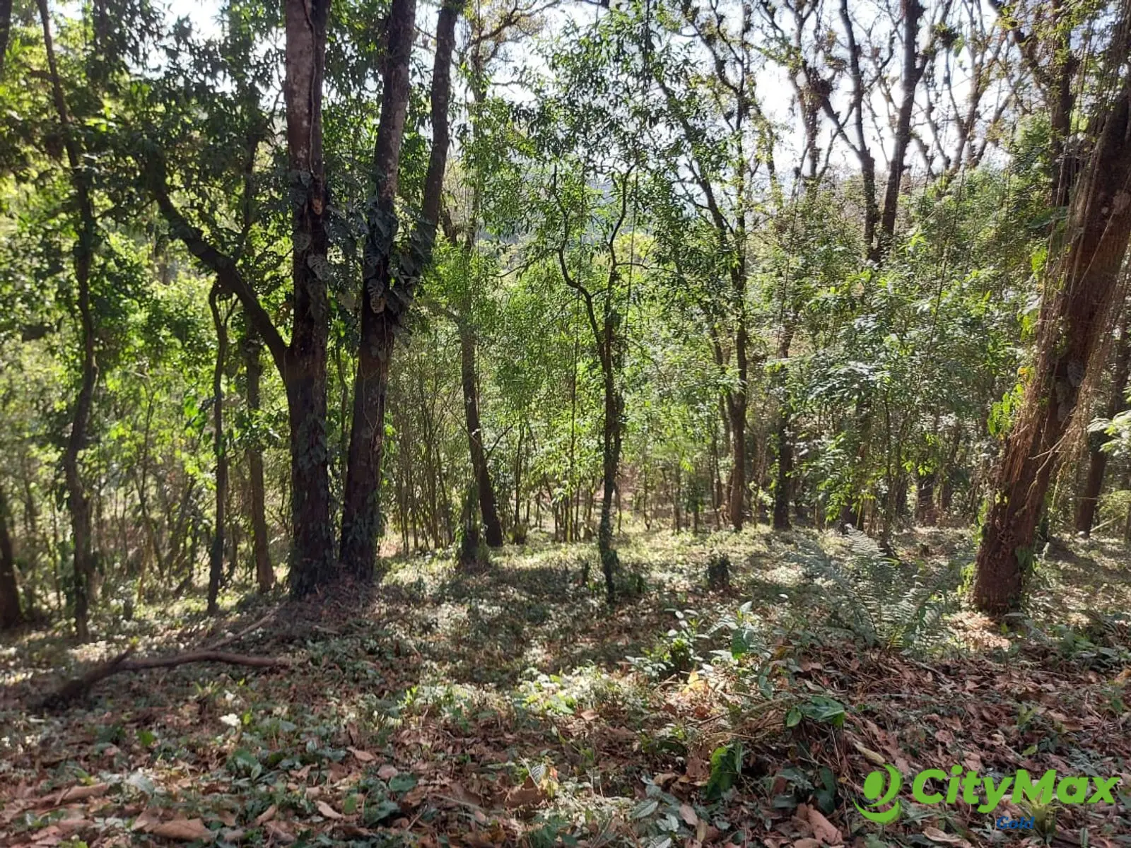 LAS CASUARINAS DE SANTA ROSALÍA - foto 6