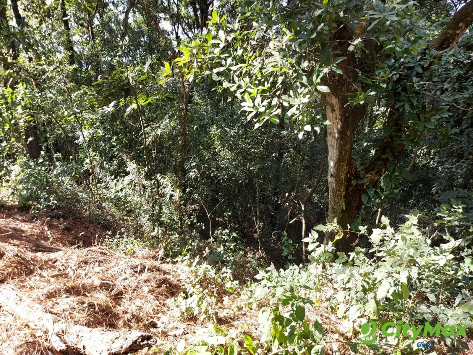 LAS CASUARINAS DE SANTA ROSALÍA - foto 11